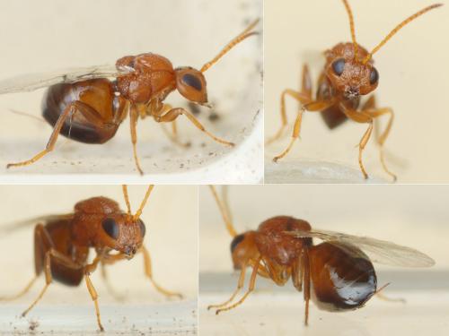 Réf. 194 276 : Callirhytis rufescens